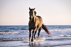 Hungarian Warmblood by the sea