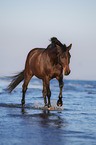 Hungarian Warmblood by the sea