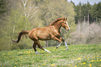 galloping Hungarian Warmblood