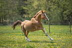 galloping Hungarian Warmblood