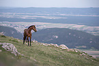 Hungarian Warmblood