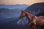 Hungarian Warmblood Portrait