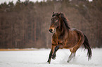 galloping Hungarian Warmblood