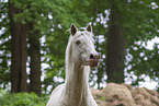 Hungarian Warmblood stallion