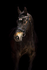 Hungarian Warmblood