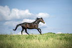 Hungarian Warmblood