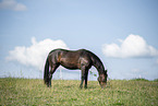 Hungarian Warmblood