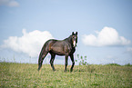 Hungarian Warmblood