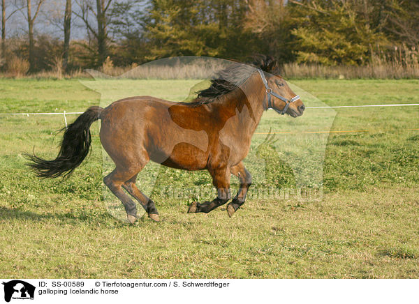 galloping Icelandic horse / SS-00589