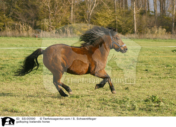 galloping Icelandic horse / SS-00590