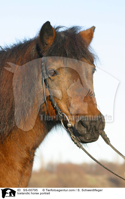 Islnder Portrait / Icelandic horse portrait / SS-00795