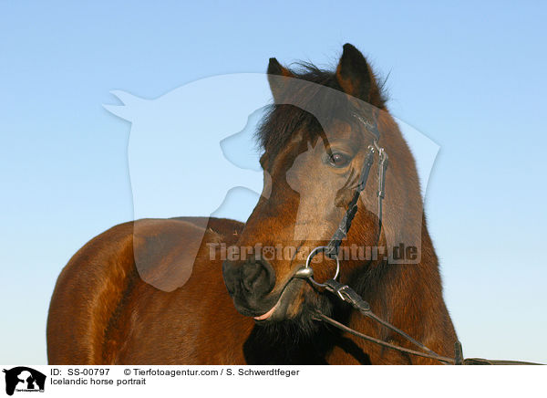 Islnder Portrait / Icelandic horse portrait / SS-00797