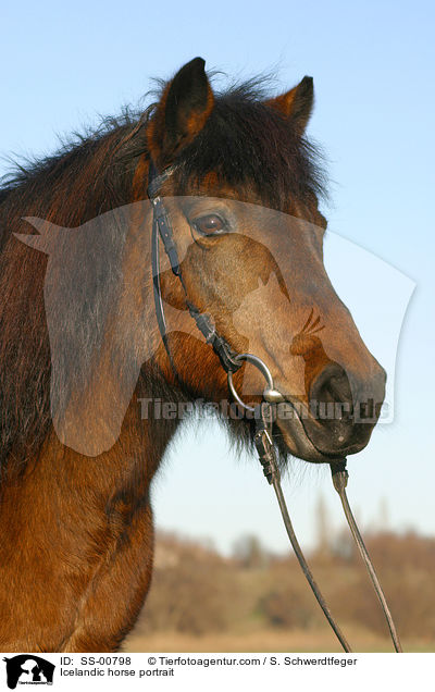 Icelandic horse portrait / SS-00798