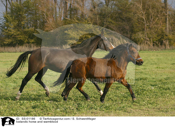 Islnder und Sachsen Anhaltiner Warmblut / Icelandic horse and warmblood / SS-01186