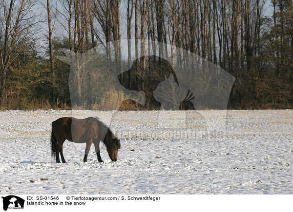 Islnder auf Futtersuche / Islandic horse in the snow / SS-01546