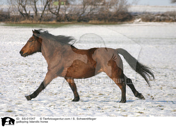 Islnder im Galopp / galloping Islandic horse / SS-01547