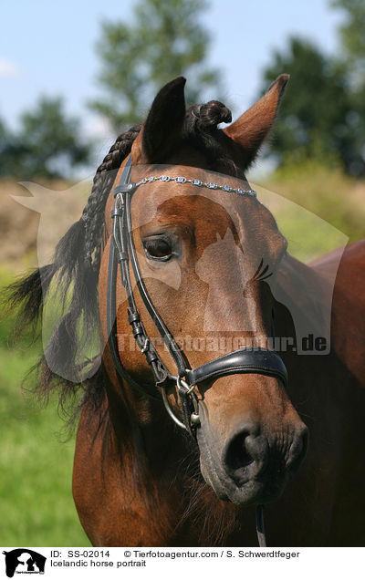 Islnder Portrait / Icelandic horse portrait / SS-02014