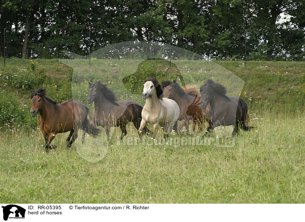 Pferdeherde / herd of horses / RR-05395