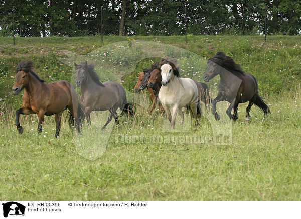 Pferdeherde / herd of horses / RR-05396