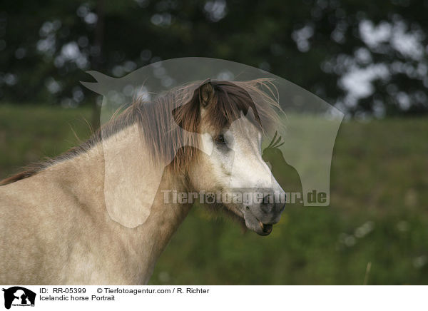 Islandpony Portrait / Icelandic horse Portrait / RR-05399