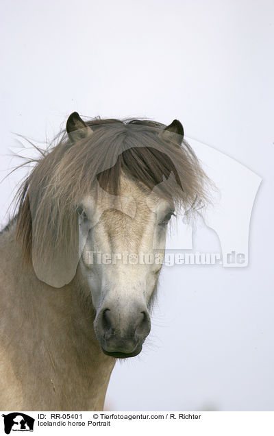 Islandpony Portrait / Icelandic horse Portrait / RR-05401