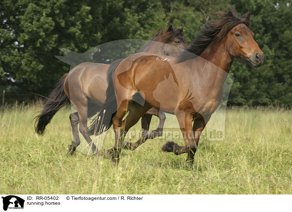 rennende Pferde / running horses / RR-05402