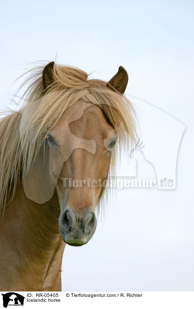 Islnder Portrait / Icelandic horse / RR-05405
