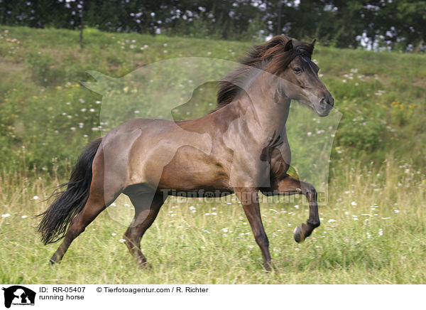 Islnder im Galopp / running horse / RR-05407