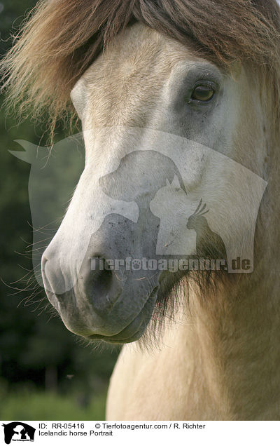 Islandpony Portrait / Icelandic horse Portrait / RR-05416