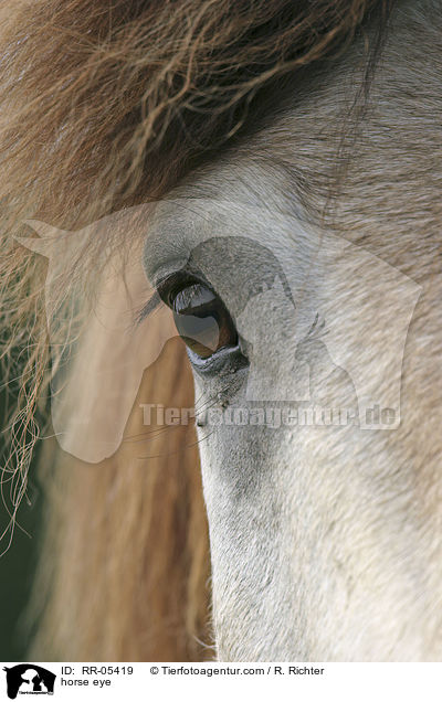 Pferdeauge / horse eye / RR-05419