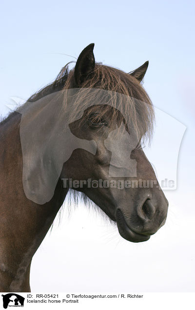 Islandpony Portrait / Icelandic horse Portrait / RR-05421