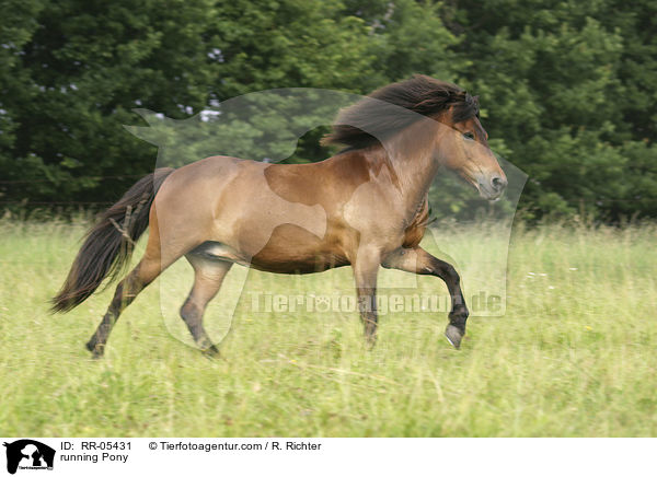 galoppierendes Pony / running Pony / RR-05431