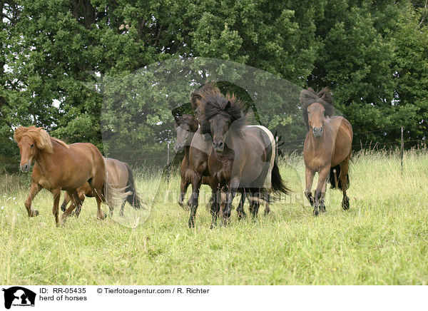 Pferdeherde / herd of horses / RR-05435