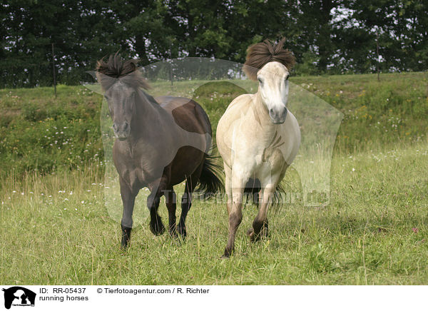 rennende Pferde / running horses / RR-05437