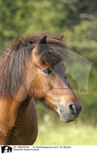 Islandpony Portrait / Icelandic horse Portrait / RR-05454