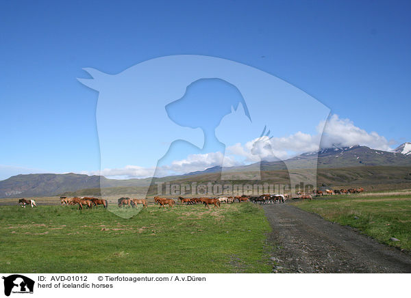 Islandpferdeherde / herd of icelandic horses / AVD-01012