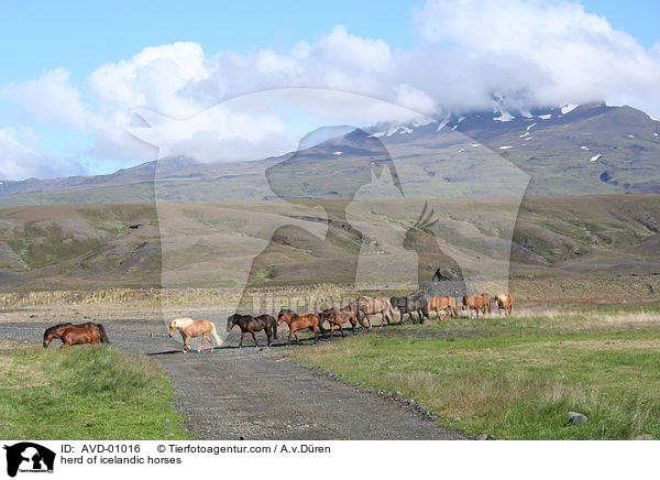 Islandpferdeherde / herd of icelandic horses / AVD-01016