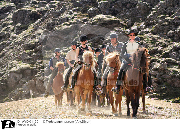 Islandpferde in Aktion / horses in action / AVD-01159