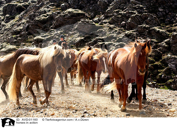Islandpferde in Aktion / horses in action / AVD-01160