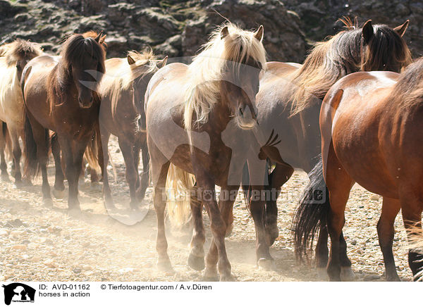 Islandpferde in Aktion / horses in action / AVD-01162
