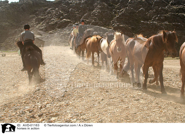 Islandpferde in Aktion / horses in action / AVD-01163
