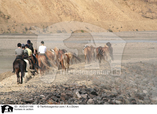 Islandpferde in Aktion / horses in action / AVD-01166