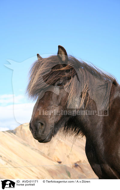 Islnder Portrait / horse portrait / AVD-01171