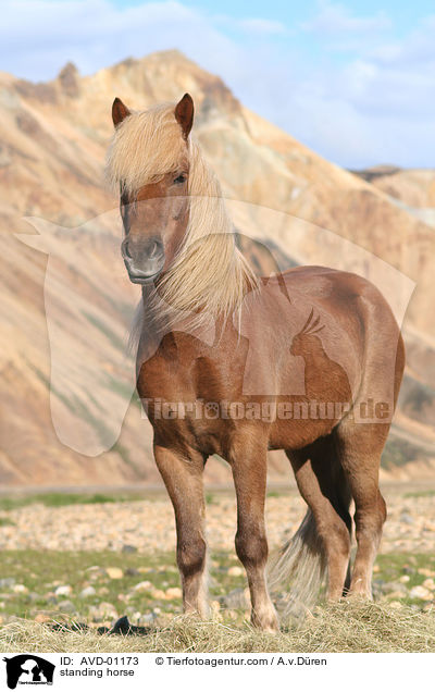 stehendes Islandpferd / standing horse / AVD-01173