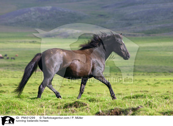 rennendes Islandpferd / running Icelandic horses / PM-01299