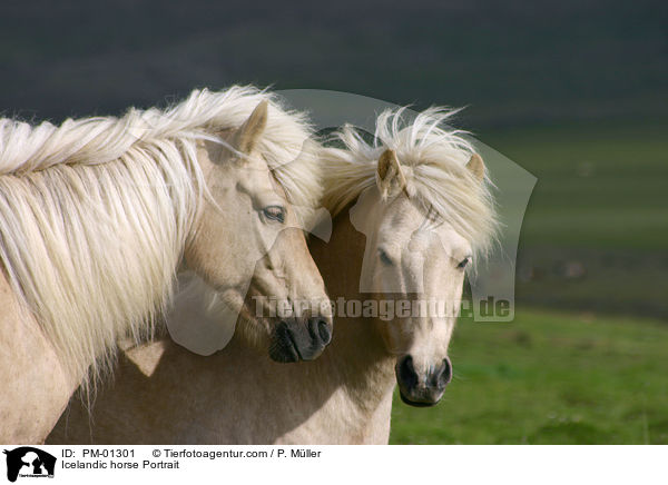 Islandpony Portrait / Icelandic horse Portrait / PM-01301