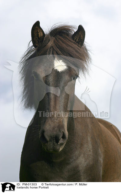 Islandpony Portrait / Icelandic horse Portrait / PM-01303