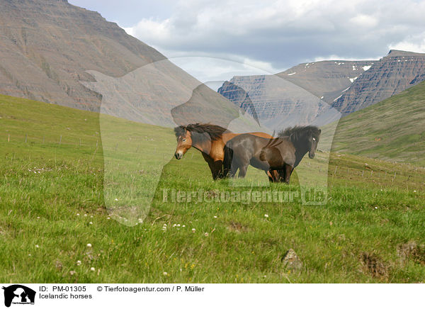 zwei Islandponys / Icelandic horses / PM-01305
