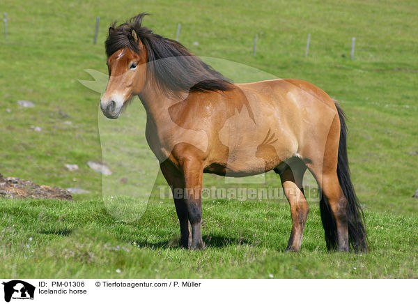 Islandpferd / Icelandic horse / PM-01306