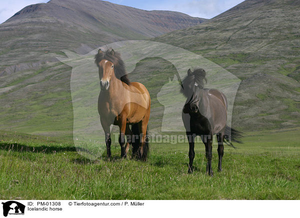 Islandpferd / Icelandic horse / PM-01308